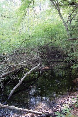 Mattapoisett Land Trust
The 12 preserves in the Mattapoisett Land Trust’s 397-acre Old Aucoot District include the 35-acre Holmes Preserve. Named after the Justice Oliver Wendell Holmes Jr., the preserve includes multiple trails spanning from Angelica Avenue out to Route 6 and in between a vernal pool that has served as an off-campus classroom for local students. Photos by Mick Colageo
