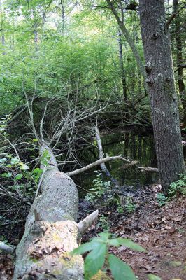 Mattapoisett Land Trust
The 12 preserves in the Mattapoisett Land Trust’s 397-acre Old Aucoot District include the 35-acre Holmes Preserve. Named after the Justice Oliver Wendell Holmes Jr., the preserve includes multiple trails spanning from Angelica Avenue out to Route 6 and in between a vernal pool that has served as an off-campus classroom for local students. Photos by Mick Colageo
