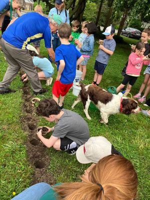 Planting Sunflowers
The Mattapoisett Land Trust and Center School put together an activity whereby first graders planted sunflowers in Dunseith Park in Mattapoisett. The sunflowers teach science to the children, are visible to cars passing by and show solidarity with Ukraine. Photos by Marilou Newell and Don Cuddy
