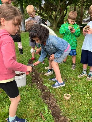 Planting Sunflowers
The Mattapoisett Land Trust and Center School put together an activity whereby first graders planted sunflowers in Dunseith Park in Mattapoisett. The sunflowers teach science to the children, are visible to cars passing by and show solidarity with Ukraine. Photos by Marilou Newell and Don Cuddy

