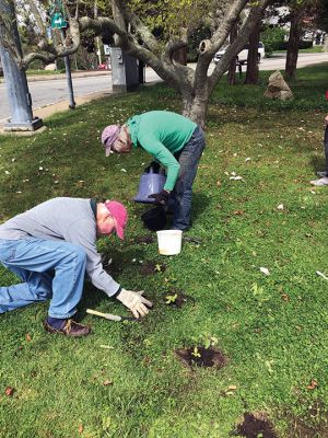 Mattapoisett Land Trust
On May 6, volunteers from the Mattapoisett Land Trust planted over two dozen sunflower seedlings in a row along Route 6 at Dunseith Park, just in front of Salty the Seahorse. Don Cuddy donated the seedlings and organized the planting as a symbolic gesture of MLT standing in solidarity with the people of Ukraine. This summer, it is anticipated that the plants will grow to noticeable heights. Photos courtesy of Mattapoisett Land Trust
