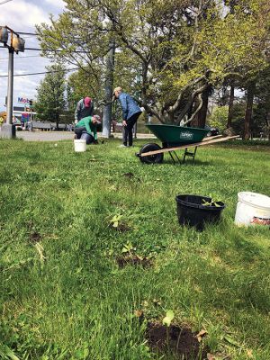 Mattapoisett Land Trust
On May 6, volunteers from the Mattapoisett Land Trust planted over two dozen sunflower seedlings in a row along Route 6 at Dunseith Park, just in front of Salty the Seahorse. Don Cuddy donated the seedlings and organized the planting as a symbolic gesture of MLT standing in solidarity with the people of Ukraine. This summer, it is anticipated that the plants will grow to noticeable heights. Photos courtesy of Mattapoisett Land Trust
