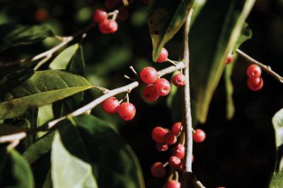 Fall Exploration
This species of berry known as "Russian olives," thrives around the Nasketucket Bay State Reservation in Mattapoisett.  They are also safe to eat.  Photo by Eric Tripoli.
