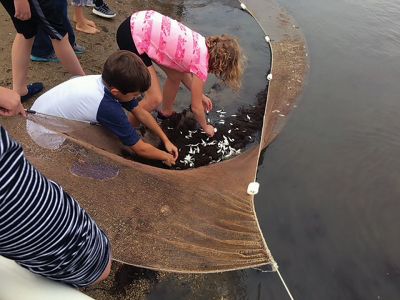 Marion Natural History Museum
The Marion Natural History Museum had a wonderful time netting seashore animals last week, including various crabs, pipefish, a large killifish, perch, roughly 500 pogies, and loads of shrimp. The Museum wishes to thank Stephen Watt and Tabor community service volunteers Ryan Robbins, Nick Grazioso, and Ben Shavuot, and Megan McCullough from ORRHS for their help with the program. Photos courtesy of Elizabeth Leidhold.
