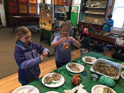 Marion Natural History Museum
On January 24, the Marion Natural History Museum's after-school group investigated different adaptations wild animals make to get through the winter months. We spoke about different types of food sources animals use, as well as their caches/larders and how to identify them in the field. We also had fun working on a bird feeder project to bring home. Next program is February 15 with the Nasketucket Bird Club. To see all our upcoming programs, please visit our website: www.marionmuseum.org. Photos courtesy El
