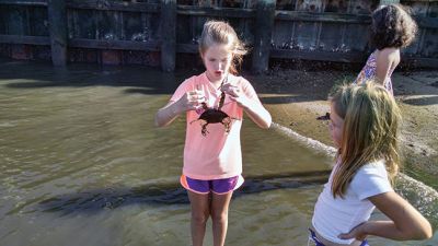 Marion Natural History Museum
The Marion Natural History Museum afterschool group hit the beach Wednesday afternoon.  We found many types of fish, including Puffer fish, Tautogs, and other animals such as Mantis shrimp, and all sorts of crabs. It was a great way to celebrate one of the last days of summer. Many thanks to Sarah Porter and all those parents who helped out. Photo courtesy Elizabeth Leidhold

