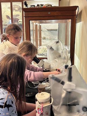 Marion Natural History Museum
The Marion Natural History Museum afterschool group enjoyed learning about Marion's vernal pools last week. We had a chance to handle some wood frog eggs, take a close look at some aquatic invertebrates, and learn about the temporary nature of these important habitats. All specimens were returned safely to their homes after the program. The museum will be open during April vacation week for crafts and exploration. Check out our website, www.marionmuseum.org, for a listing of all of our upcoming programs. Ph
