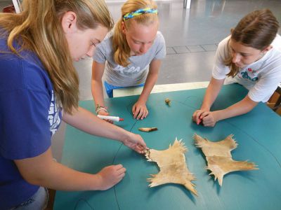 Coastal Explorations II 
Many thanks to Karen Moore Dourdeville for her excellent presentation to the Coastal Explorations II summer program regarding the sea turtles of Buzzards Bay.  The students were able to piece together some of the skeleton of a Loggerhead that washed up in Mattapoisett two years ago.  They hope to be able to reconstruct it for a display in the Museum when it reopens this fall. Photos courtesy Elizabeth Leidhold
