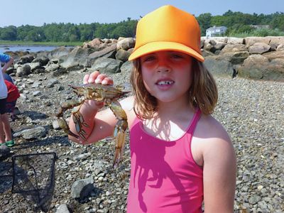 Life Along the Shore 
The Marion Natural History Museum’s Life Along the Shore program enjoyed learning a little something about the crabs that inhabit the Marion shoreline during the July 2013 session. Photos courtesy of Elizabeth Leidhold
