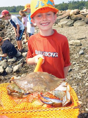 Life Along the Shore 
The Marion Natural History Museum’s Life Along the Shore program enjoyed learning a little something about the crabs that inhabit the Marion shoreline during the July 2013 session. Photos courtesy of Elizabeth Leidhold
