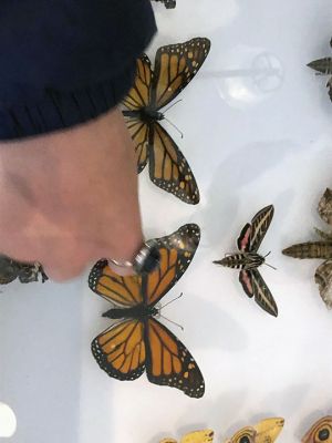 Marion Natural History Museum
The Marion Natural History Museum afterschool group had a wonderful time learning about “Amazing Arthropods” with entomologist Blake Dinius of Plymouth County Extension Service. Members of the group were able to handle a couple of beautiful Io moths, which as caterpillars feed on maple leaves. The adult moths emerge with no mouths and only live in this stage for one to two weeks.  Photos courtesy Elizabeth Leidhold
