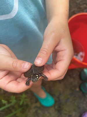 Marion Natural History Museum
The Marion Natural History Museum's Coastal Explorations summer program had a chance to view some of the area's amphibian and reptile species at Washburn Park last week. The kids found painted turtles, a garter snake, bull frog tadpoles, green frog tadpoles and salamander larvae. All animals were inspected by the kids and then released in the same locations from which they were collected. Photo courtesy Elizabeth Leidhold

