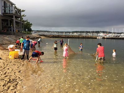 Marion Natural History Museum
The Marion Natural History Museum's after school group enjoyed one of the last days of warm weather by using seining nets to investigate our local fish population. By far the most commonly caught animal was the Atlantic Silverside, and then in descending order mummichogs, shrimp, mud snails, and hermit crabs, with one or two small Menhaden. The kids cooled off in the water at the Marion Harbormaster's beach and enjoyed a lovely fall day. Many thanks to Maggie Payne for her help with the nets. 
