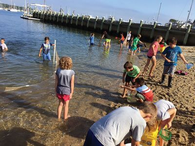 Marion Natural History Museum
The Marion Natural History Museum's after school group enjoyed one of the last days of warm weather by using seining nets to investigate our local fish population. By far the most commonly caught animal was the Atlantic Silverside, and then in descending order mummichogs, shrimp, mud snails, and hermit crabs, with one or two small Menhaden. The kids cooled off in the water at the Marion Harbormaster's beach and enjoyed a lovely fall day. Many thanks to Maggie Payne for her help with the nets. 
