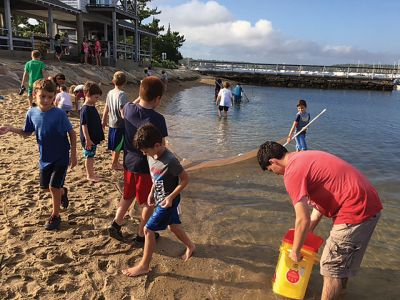 Marion Natural History Museum
The Marion Natural History Museum's after school group enjoyed one of the last days of warm weather by using seining nets to investigate our local fish population. By far the most commonly caught animal was the Atlantic Silverside, and then in descending order mummichogs, shrimp, mud snails, and hermit crabs, with one or two small Menhaden. The kids cooled off in the water at the Marion Harbormaster's beach and enjoyed a lovely fall day. Many thanks to Maggie Payne for her help with the nets. 
