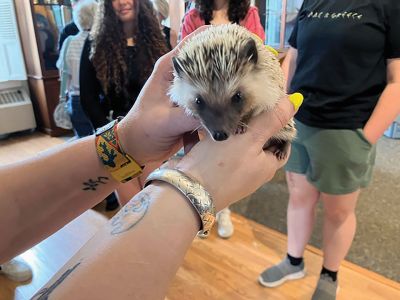 Marion Natural History Museum 
Last week, the Marion Natural History Museum welcomed Bethany Jakubson of Amazing Animal Ambassadors. Bethany brought in some of her most adorable mammals, including a Fennec Fox (native to Africa), a Tenrec (native to Madagascar), a Hedgehog named Peter Quill, a Chinchilla and a skunk. The museum wishes to thank the Marion Cultural Council for helping us to make this program available. Upcoming programs are located at marionmuseum.org. Photo courtesy Elizabeth Leidhold
