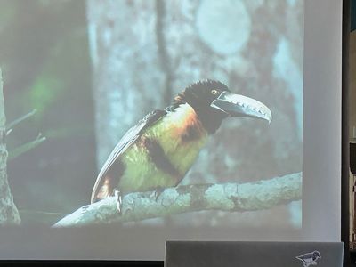 Marion Natural History Museum
The Marion Natural History Museum wishes to thank board member and President of the Nasketucket Bird Club Justin Barrett for his presentation on the birds of Panama.  The birds were beautifully colored and with beaks well designed for eating fruit, their primary food source. Along with the magnificent bird specimens we also saw several monkeys and other exotic animals from Justin’s trip. The museum wishes to thank Justin for sharing his amazing birding adventure with us on a dark and dreary winter morning. 
