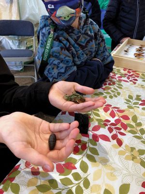 Marion Natural History Museum
The Marion Natural History Museum afterschool group had a wonderful time learning about “Amazing Arthropods” with entomologist Blake Dinius of Plymouth County Extension Service. Members of the group were able to handle a couple of beautiful Io moths, which as caterpillars feed on maple leaves. The adult moths emerge with no mouths and only live in this stage for one to two weeks.  Photos courtesy Elizabeth Leidhold
