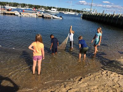 Marion Natural History Museum
During our after-school netting program at the Harbormaster's beach, the students had a chance to study a variety of our seashore animals. The totals were: 278 silversides, 14 mummichogs, 1 pipefish, 15 glass shrimp, 10 moon jellies, 1 sea nettle and 3 sea robins. There were many other larger fish but we couldn't get close enough to identify them. We were lucky enough to have a warm sunny day to enjoy the activity, and the museum would like to thank the student helpers from both Tabor Academy and ORRHS. 
