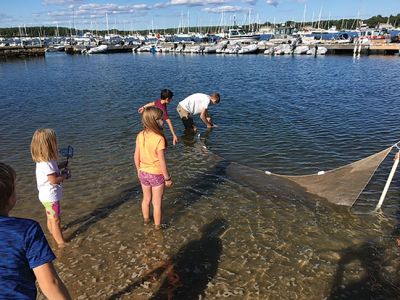 Marion Natural History Museum
During our after-school netting program at the Harbormaster's beach, the students had a chance to study a variety of our seashore animals. The totals were: 278 silversides, 14 mummichogs, 1 pipefish, 15 glass shrimp, 10 moon jellies, 1 sea nettle and 3 sea robins. There were many other larger fish but we couldn't get close enough to identify them. We were lucky enough to have a warm sunny day to enjoy the activity, and the museum would like to thank the student helpers from both Tabor Academy and ORRHS. 

