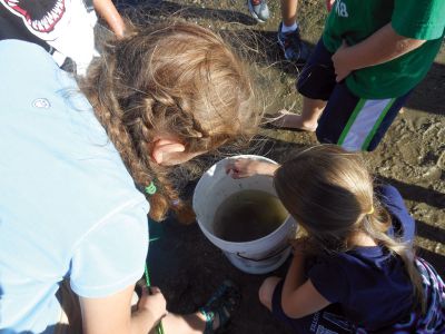 Marion Natural History Museum
The Marion Natural History Museum’s after-school group enjoyed a beautiful end-of-summer day Wednesday September 19 at the Marion Harbormaster’s beach.  One of the highlights was they we were able to take a close look at the largest Pipefish we’d ever seen.  The museum’s next after-school program is a rocket program given by board member Mike Cronin on October 10th.  Photo courtesy Elizabeth Leidhold
