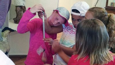 Marion Natural History Museum
Using a life size model, the Coastal Explorations group learned how to weigh tern chicks with help from state wildlife biologist Megan Gensler. Photo Courtesy Elizabeth Leidhold
