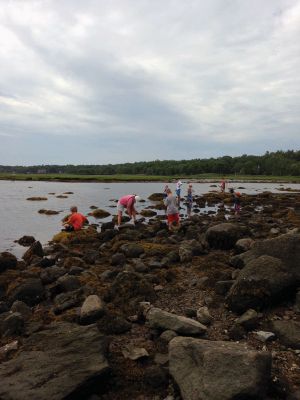 Marion Natural History Museum
The Marion Natural History Museum summer programs Life Along the Shore and Coastal Explorations 1 enjoyed a day of crabbing at Silvershell Beach while Coastal Explorations II group was out kayaking and discovering a little about water quality issues on the Sippican and Weweantic Rivers. Looking forward to more fun next week!
