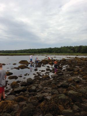 Marion Natural History Museum
The Marion Natural History Museum summer programs Life Along the Shore and Coastal Explorations 1 enjoyed a day of crabbing at Silvershell Beach while Coastal Explorations II group was out kayaking and discovering a little about water quality issues on the Sippican and Weweantic Rivers. Looking forward to more fun next week!
