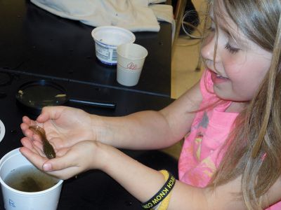 Vernal Pools
The Marion Natural History Museum afterschool program spent some time looking for amphibians during yesterday’s afterschool program.  We found tadpoles of two types of frogs, salamander larvae, dragonfly and damsel fly larvae and many other animals. Many thanks to Kim Riley and Beth Lopes for their help with the class. Photos by Elizabeth Leidhold
