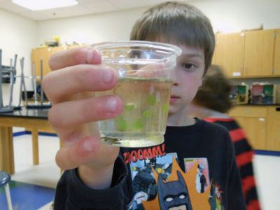 Vernal Pools
The Marion Natural History Museum afterschool program spent some time looking for amphibians during yesterday’s afterschool program.  We found tadpoles of two types of frogs, salamander larvae, dragonfly and damsel fly larvae and many other animals. Many thanks to Kim Riley and Beth Lopes for their help with the class. Photos by Elizabeth Leidhold
