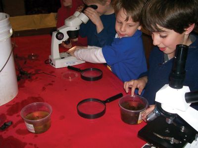 Marion Natural History Museum
Arianna Bessey and the rest of the Marion Natural History Museum’s after school group used microscopes to investigate some of the amphibians collected for the program. Photo courtesy of Elizabeth Leidhold
