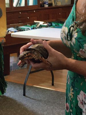 Marion Natural History Museum 
The Marion Natural History Museum enjoyed a presentation by Stephanie Ellis, executive director of Wild Care, Inc. We heard how various animals get hurt, be it hit by a car, rat-poisoned birds of prey, glue traps, etc., and how Wild Care takes care of many wildlife species in their organization. Stephanie brought in "Garv," the Eastern Box Turtle; he was raised as a pet and does not know how to survive in the woods anymore. 
