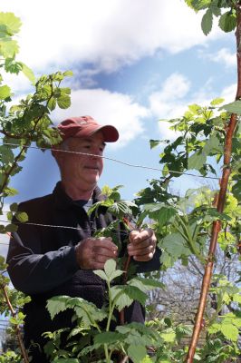 Mattapoisett Community Garden 
Bob Nichols wants you to know that there are four available plots at the Mattapoisett Community Garden located at the corner of Prospect Road and Pine Island Road. The annual cost is $30 to cover general maintenance and water, and new gardeners, said Nichols, will find no shortage of fellow gardeners willing to help them get established. Photos by Jean Perry
