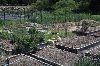 Mattapoisett Community Garden 
Bob Nichols wants you to know that there are four available plots at the Mattapoisett Community Garden located at the corner of Prospect Road and Pine Island Road. The annual cost is $30 to cover general maintenance and water, and new gardeners, said Nichols, will find no shortage of fellow gardeners willing to help them get established. Photos by Jean Perry
