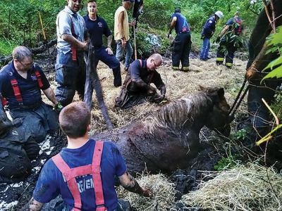 Muddy Rescue
Marion firefighters rescued Girlie the mule and Tick the horse on Sunday night at Merrow Farm on Converse Road. The two animals were buried neck-deep in mud. Plymouth County Tech Rescue, Plymouth County Large Animal Rescue Team, Mattapoisett Fire Rescue, ACO Connor, and Washburn Stables all assisted. Photos courtesy Marion Fire Department
