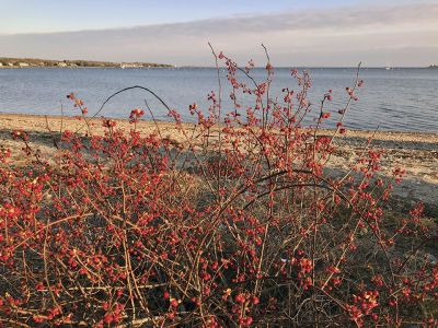 Goodspeed Island
Mary Dermody submitted this photo she took recently while walking along the waterfront on Goodspeed Island.
