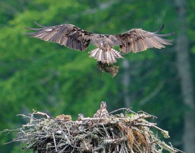 Osprey
Osprey and babies. Photo courtesy of Mary-Ellen Livingstone
