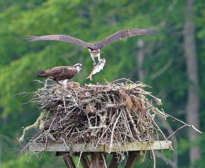 Osprey
Osprey and babies. Photo courtesy of Mary-Ellen Livingstone
