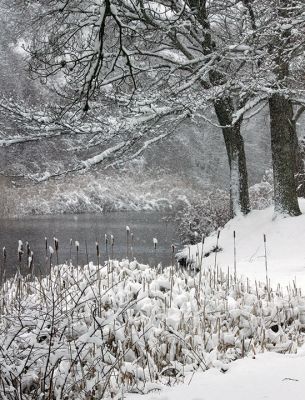 Mattapoisett River
Deina Zartman captured this shot of the Mattapoisett River on River Road in Mattapoisett after the Friday snowstorm.
