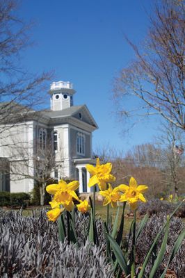 Springtime
Springtime weather in southeastern Massachusetts as usual has been a mixed bag, but on Monday these blooming Daffodils in front of the Marion Town House signaled the change of seasons. Almanac.com says that these fall perennials should be planted before the first freeze and that while they prosper in direct sunlight, they will grow in some measure of shade provided the ground is not too wet. For that reason, effective drainage is essential, be it in a pot or on the side of a hill. Photo by Mick Colageo
