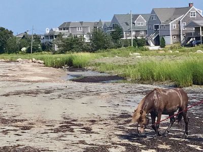 Pico Beach in Mattapoisett
Heather Macias shared these photos of a miniature horse that visited Pico Beach in Mattapoisett this weekend for a swim.
