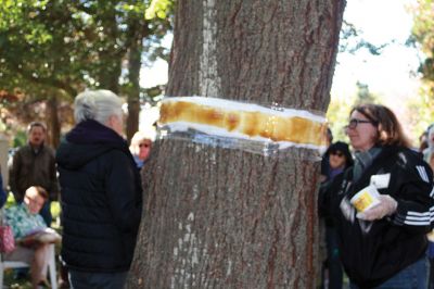 Protect Your Trees
Partnering with the Mattapoisett Land Trust, members of the Mattapoisett Tree Committee held a tree banding seminar on October 17 to show residents how to protect their trees against the invasive winter moth. Photos by Marilou Newell
