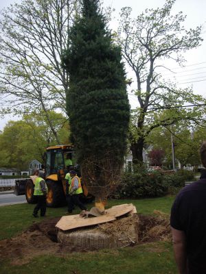 Christmas in May in Marion
Marion residents welcomed the town’s new Christmas tree planted in Bicentennial Park last week, a Concolor fir from upstate New York that replaces the Colorado Blue Spruce formerly holding the title. Photo by Joan Hartnett-Barry.  
