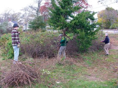 Clean-up
Mattapoisett Land Trust volunteers Charlie Radville, Don Cuddy and Luana Josvold pull multiflora rose, an invasive plant, from a white cedar during a waterfront clean-up effort on November 6. Photo courtesy of Gary P. Johnson
