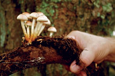 Mushroom Walk
Bricktop mushrooms tend to grow in clusters, sometimes in soil, somtimes on fallen branches.  Photo by Eric Tripoli.
