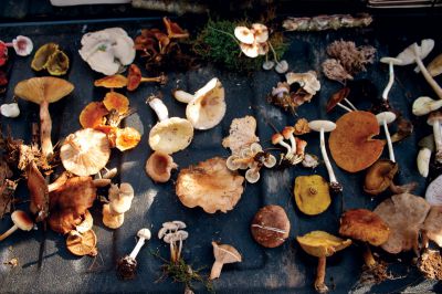 Mushroom Walk
There are over 5,000 different varieties of mushrooms in the United States alone.  These were collected by Tri-Town residents during the Rochester Land Trust's first mushroom walk, held in the woods near Church's Field on Saturday, October 6, 2012.  Photo by Eric Tripoli.
