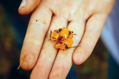 Mushroom Walk
Not all mushrooms have a stalk, veil, and cap.  This is orange jelly fungus, an orb-shaped mushroom.  Photo by Eric Tripoli.
