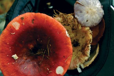 Mushroom Walk
The big red mushroom to the left of the image is a member of the russula genus.  Photo by Eric Tripoli.
