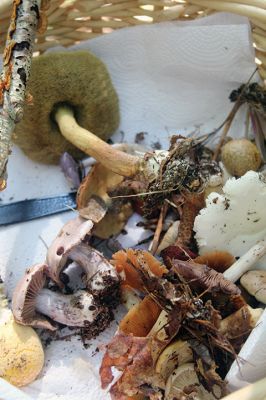 Mushroom Walk
The Sippican Lands Trust and the Boston Mycological Club took a large group out on Sunday for a mushroom walk at the White Eagle Property in Marion. Participants gathered hundreds of mushrooms and laid them out on a long table for mushroom experts Ken Fienberg and Chris Neefus to help identify. Photos by Jean Perry
