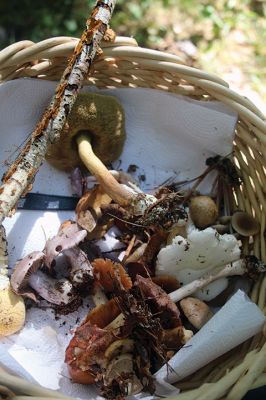 Mushroom Walk
The Sippican Lands Trust and the Boston Mycological Club took a large group out on Sunday for a mushroom walk at the White Eagle Property in Marion. Participants gathered hundreds of mushrooms and laid them out on a long table for mushroom experts Ken Fienberg and Chris Neefus to help identify. Photos by Jean Perry
